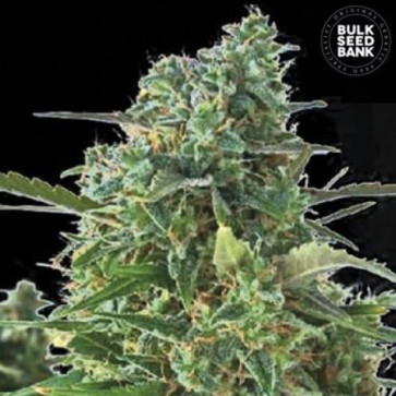 Cannabis seeds Auto NBA Diesel Feminised